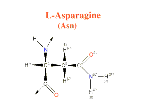 asparagine definition