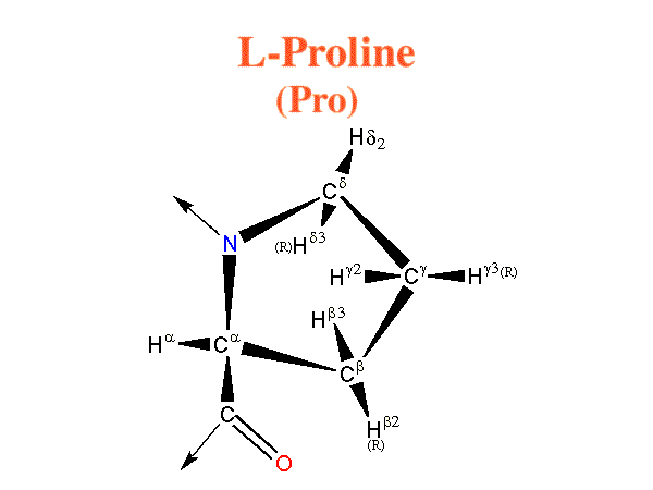 Proline image